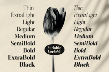 Elegant Family Serif