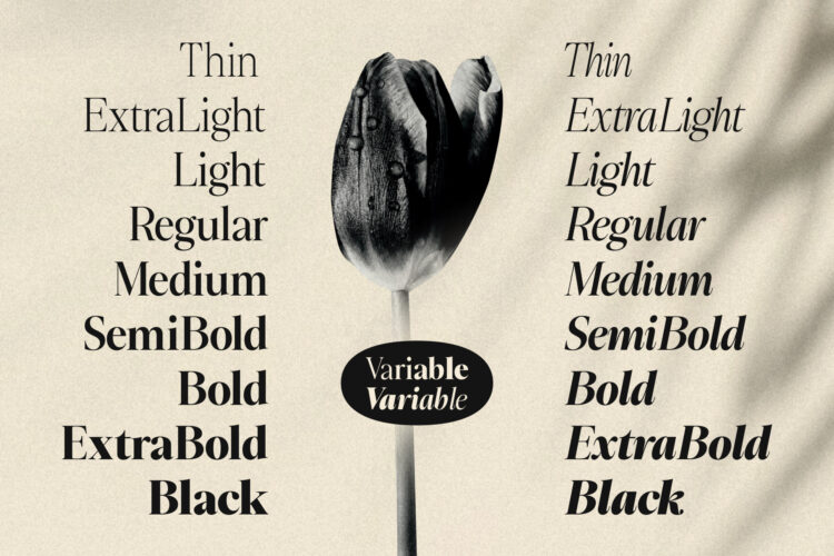 Elegant Family Serif