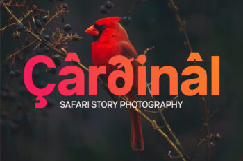 Contemporary Geometric Sans Serif Typeface